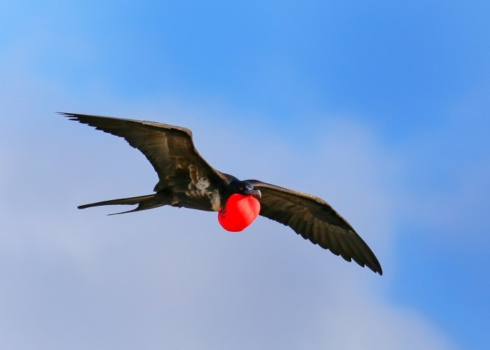 Ababil Bird name