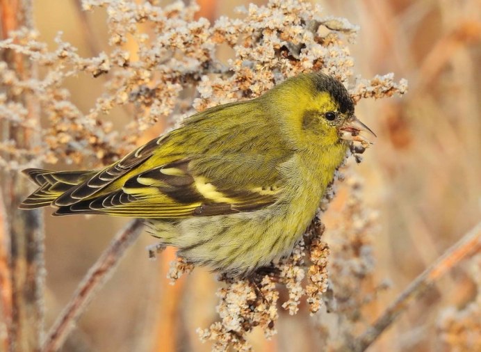 Чиж (Spinus Spinus (Carduelis Spinus))
