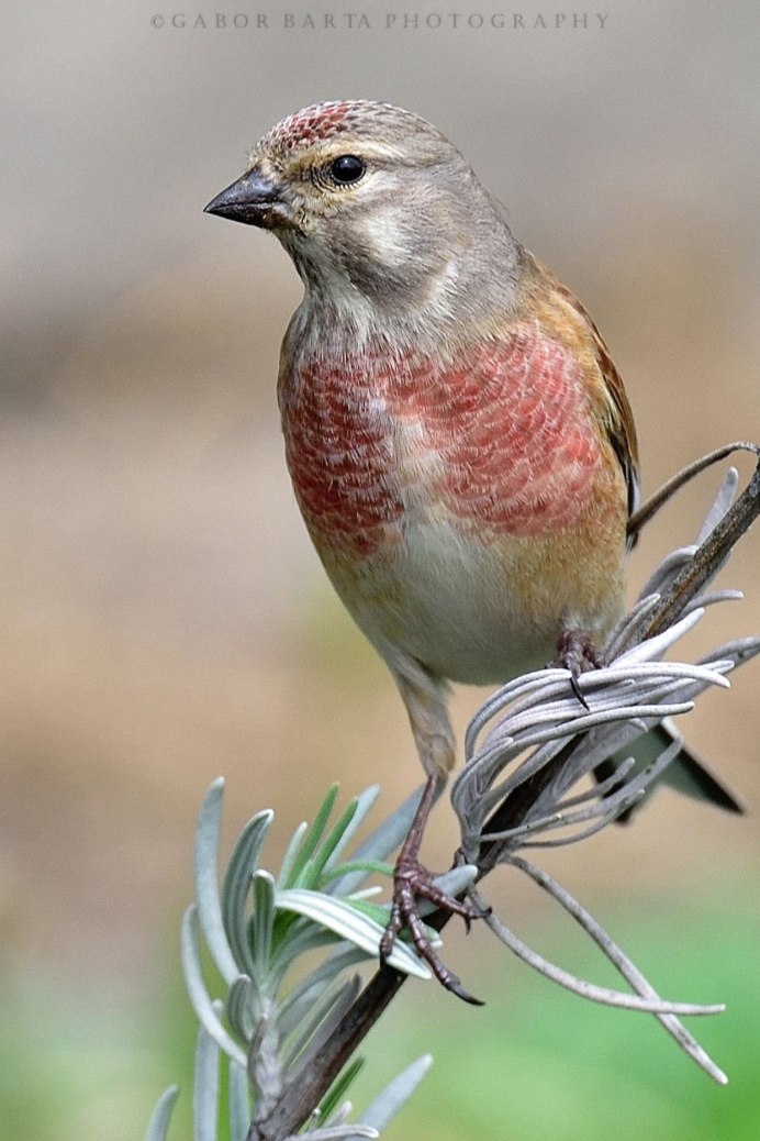 Животные Pine Grosbeak и Martten
