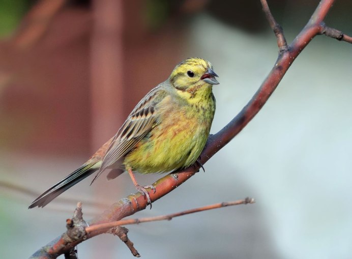 Воробей домовый (passer domesticus) самец