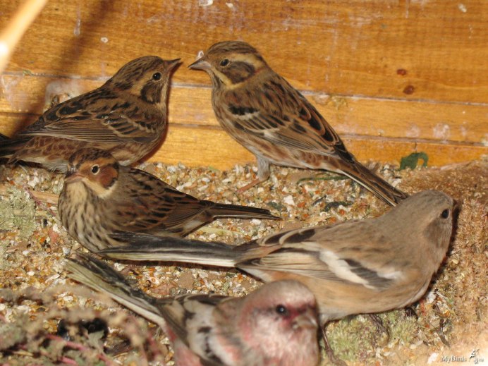 Семейство: Вьюрковые (Fringillidae)