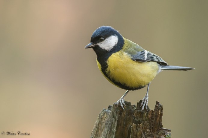 Синица Parus Major