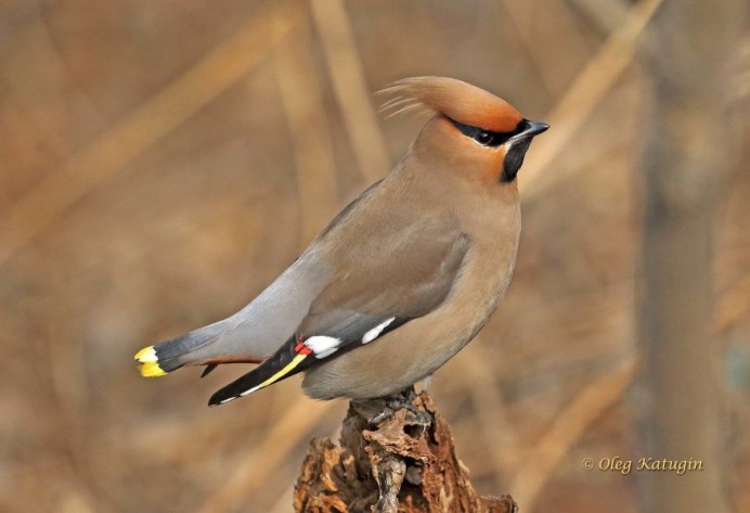 Чибис Vanellus Vanellus