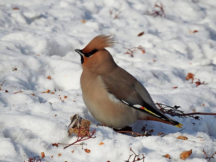 Птицы с хохолком на голове любят рябину