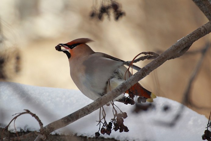 Дрозд с хохолком