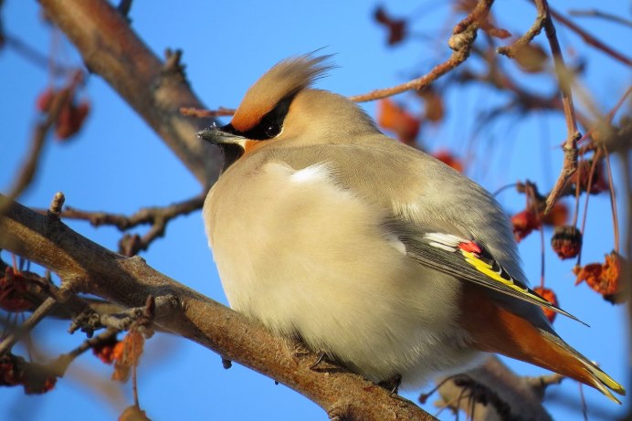 Кулик Чибис