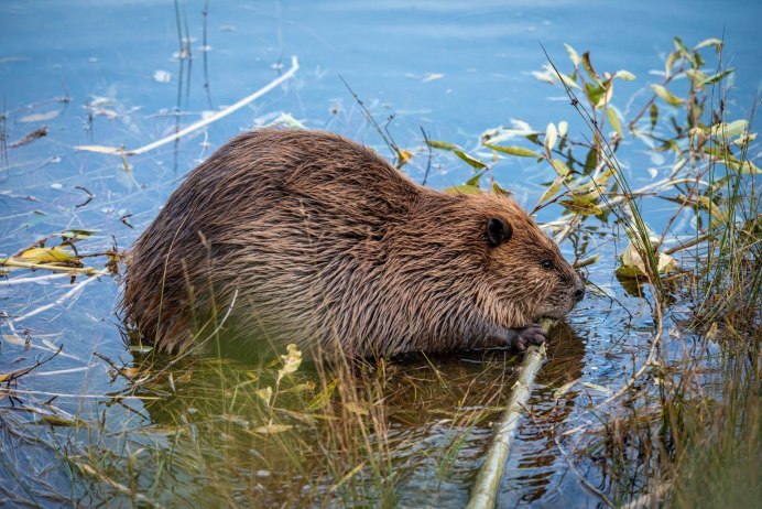 Канадский Бобр (Castor canadensis)