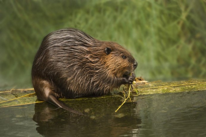 Канадский Бобр (Castor canadensis)