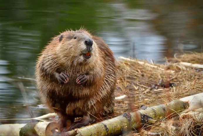 Канадский Бобр (Castor canadensis)