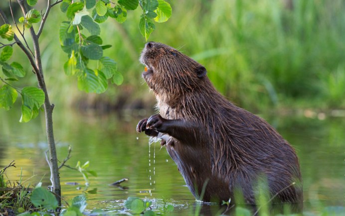 Канадский Бобр (Castor canadensis)