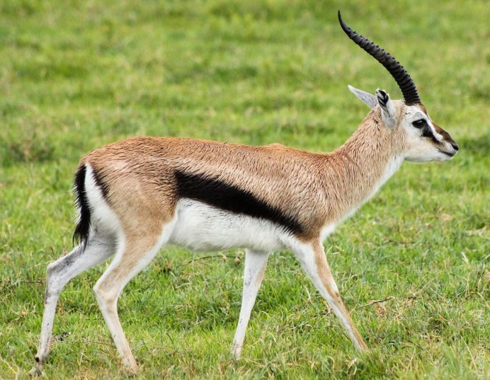 Антилопа Nyala
