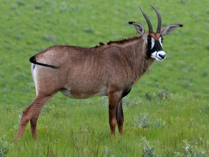 Deer vs Gazelle