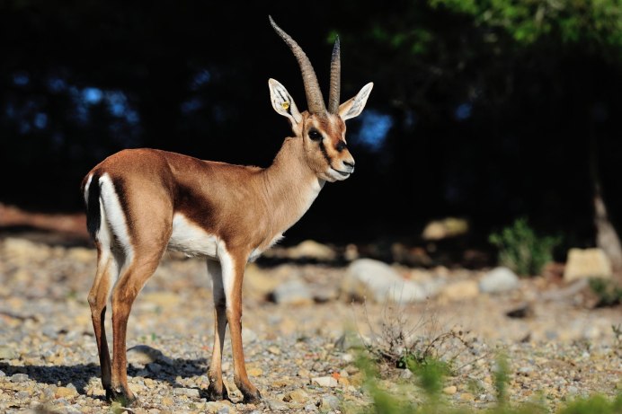 • Песчаная Газель (Gazella leptoceros)