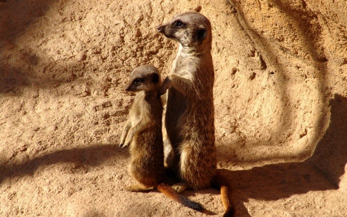 Meerkat сурикат