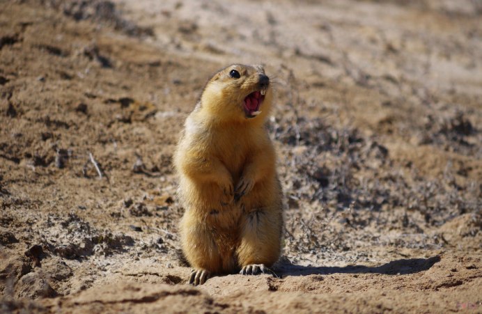 Желтый суслик Spermophilus fulvus