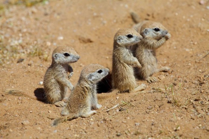 Сурикаты the Meerkats, 2008