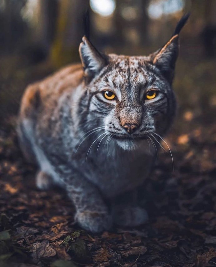 Рысь серая