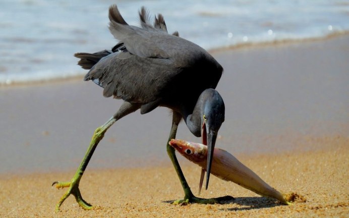 Восточный венценосный журавль