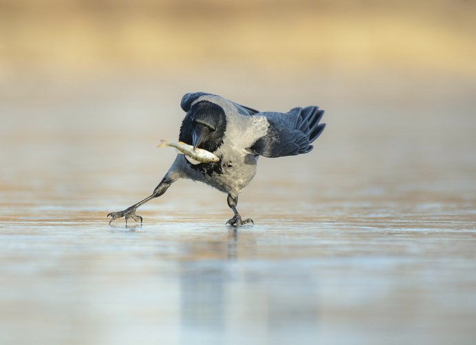 Большая белая цапля