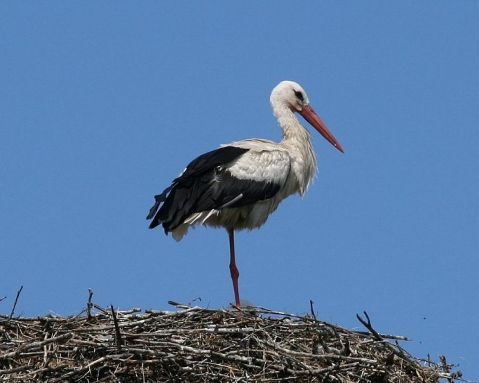 Серая цапля