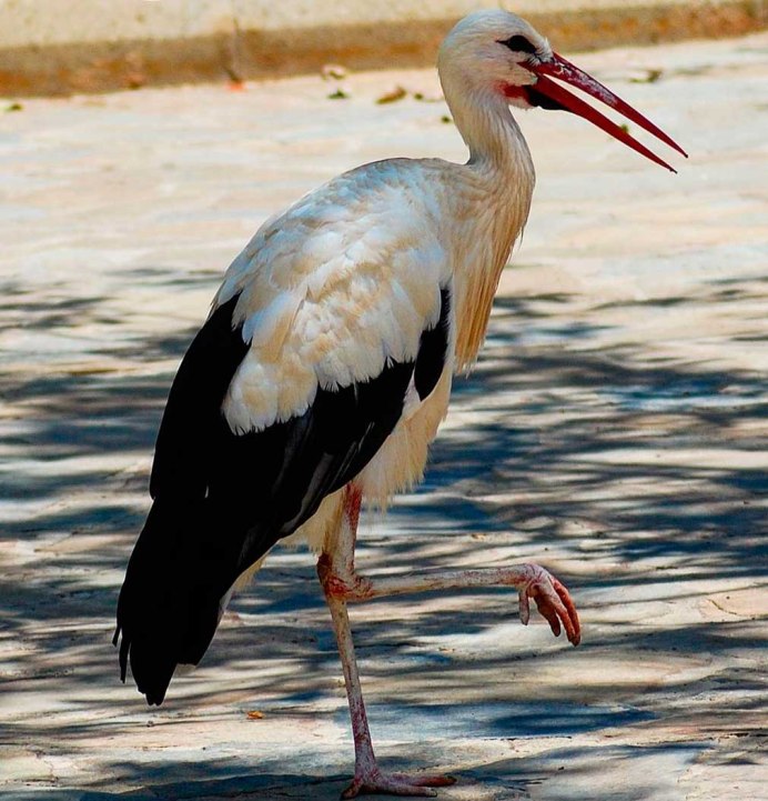 Птица на одной ноге