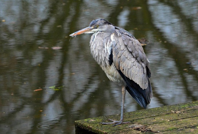 Болотная китайская цапля