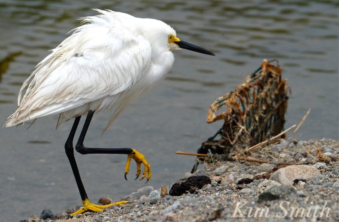 Золотая цапля