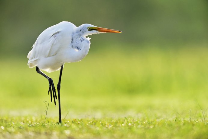 Болото с цаплями