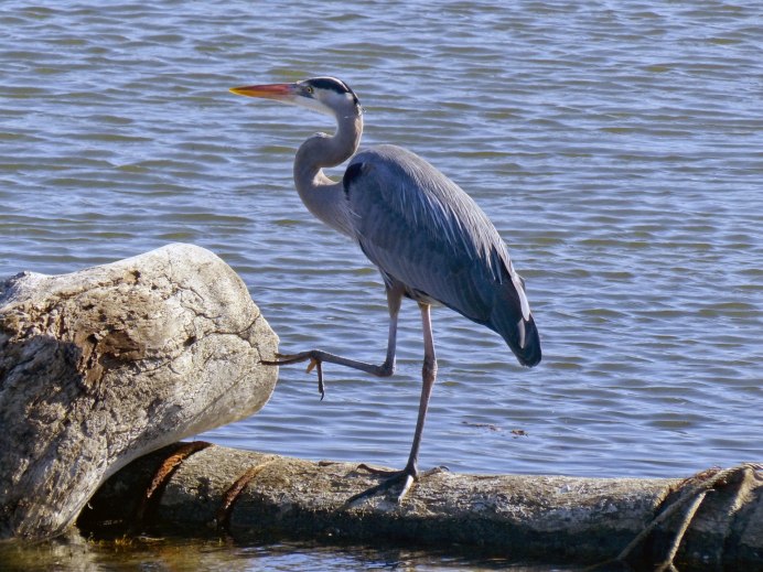 Страшная Болотная птица