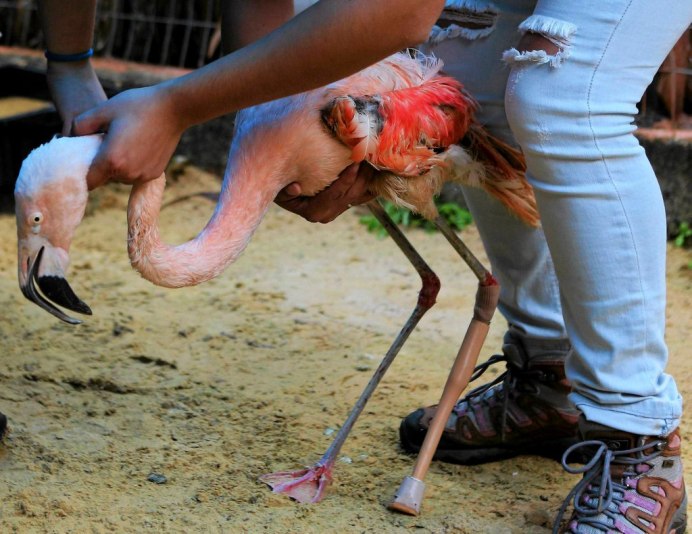 Птичка на одной ножке