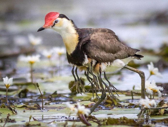 Южноамериканская Гарпия лапа