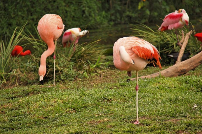 Фламинго лапы