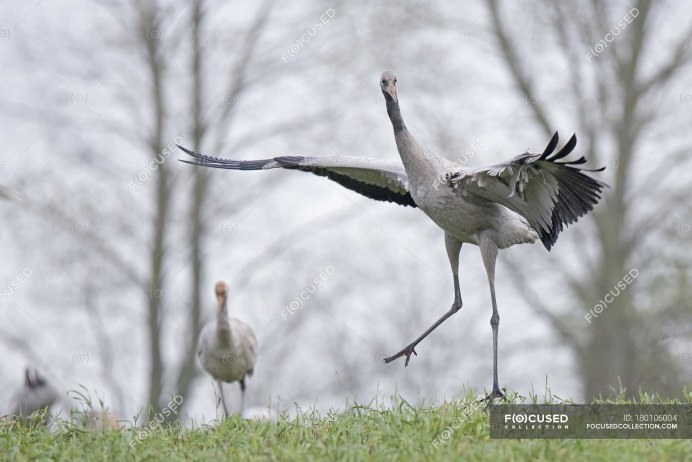 Серая цапля в Подмосковье