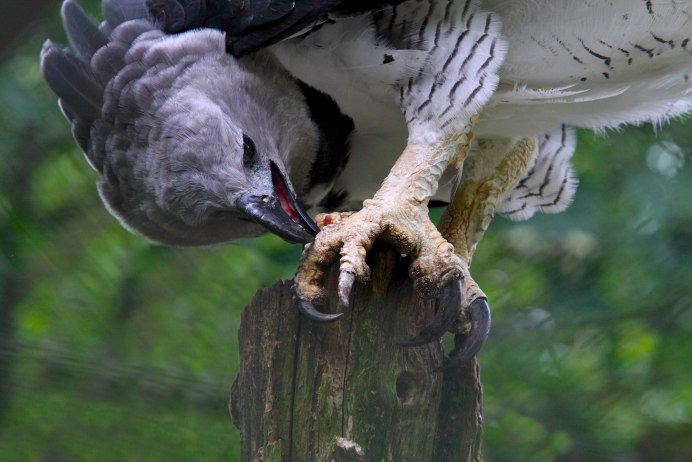 Выпь Болотная