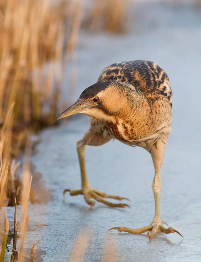 Вороны на льду