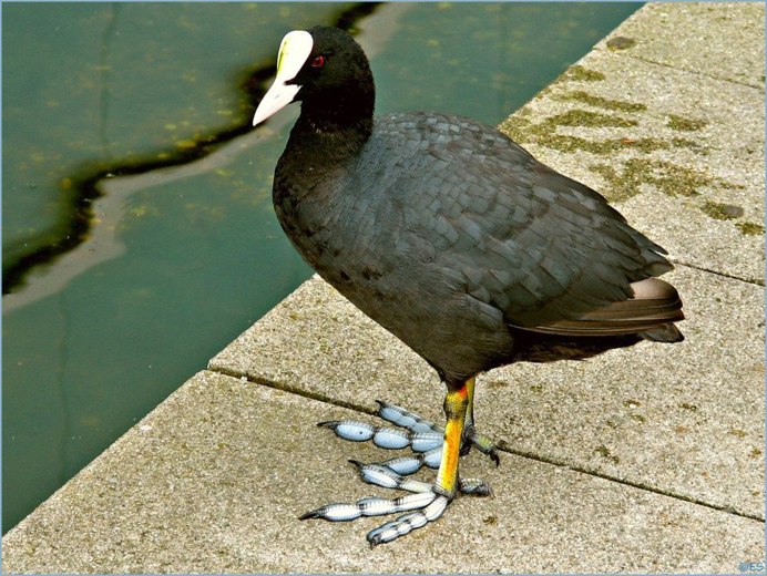 Австралийская якана