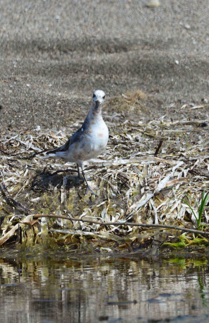 Падальщик Фламинго