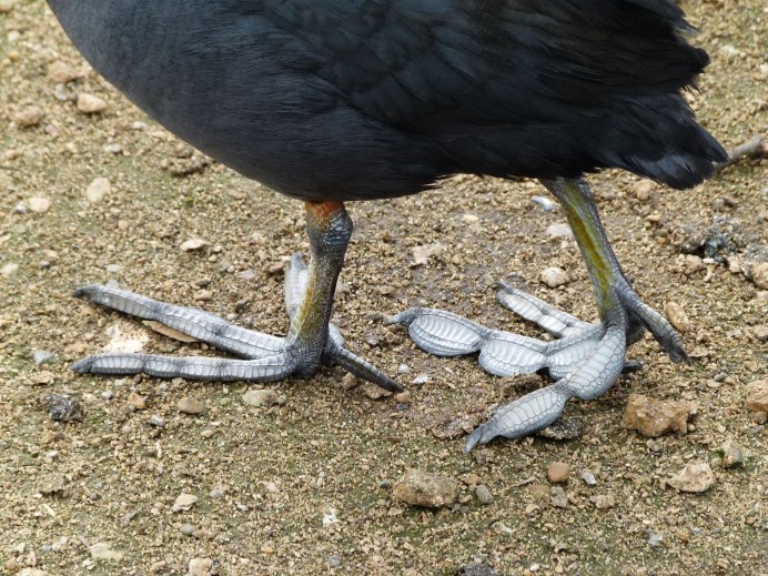 Птица на одной ноге