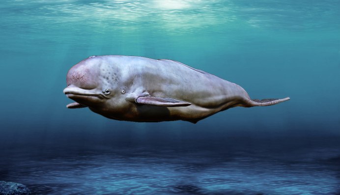 Белуга Whale