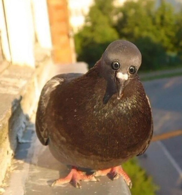Голубь юмор