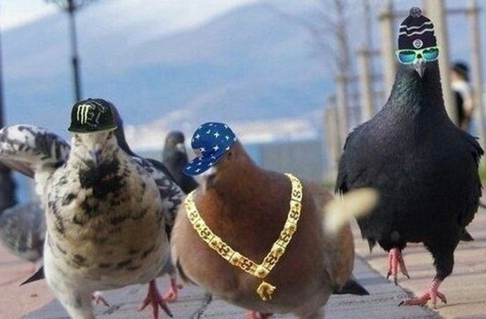 Голубь с хлебом