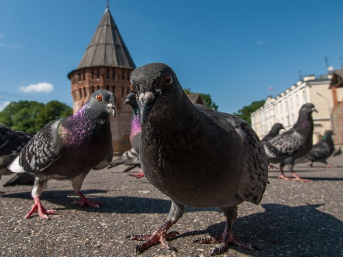 Злой голубь
