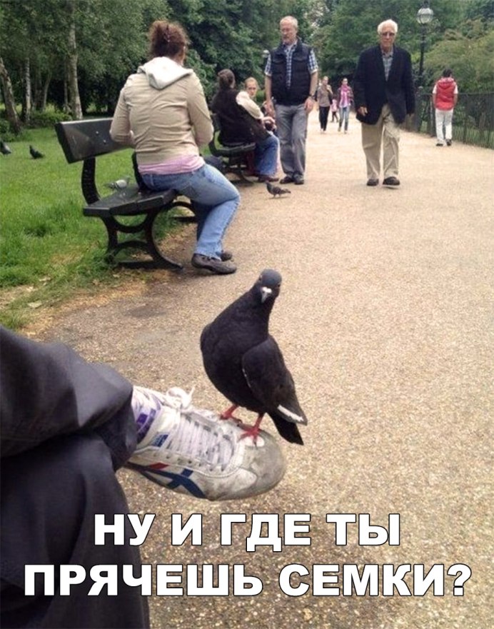 Символ достатка среди голубей