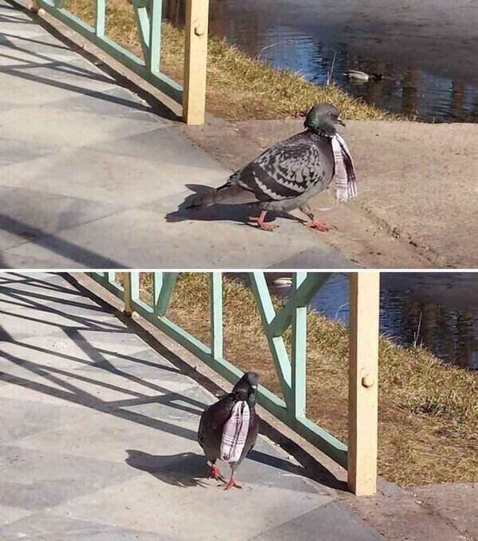 Опасный голубь