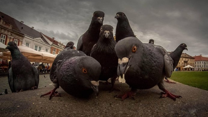 Банда голубей