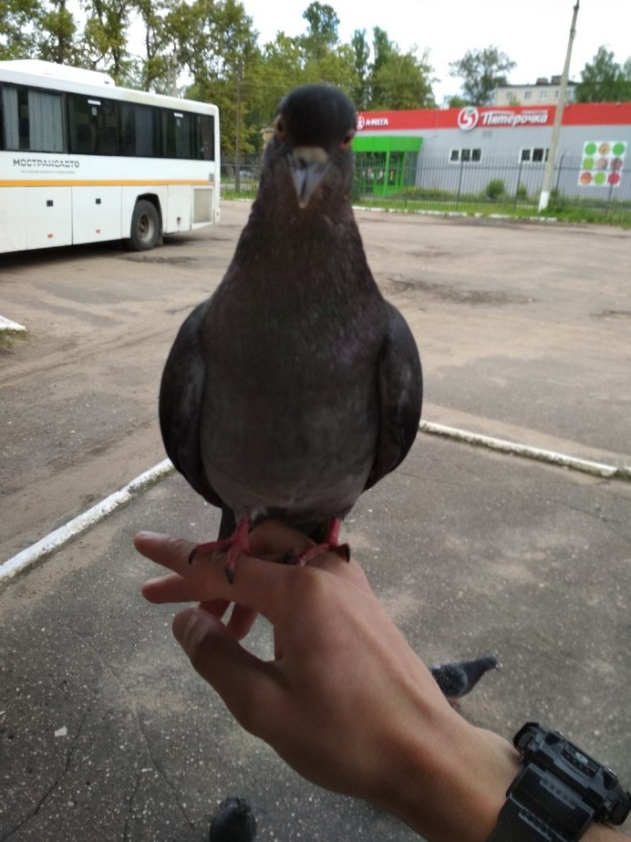 Странный голубь