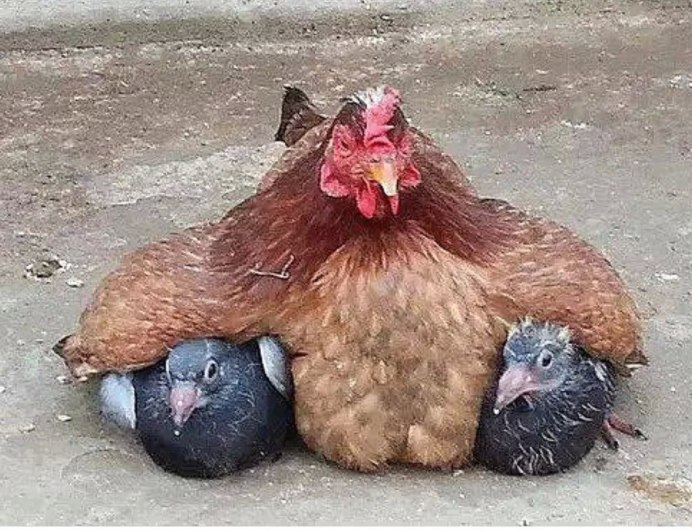 Крутой голубь