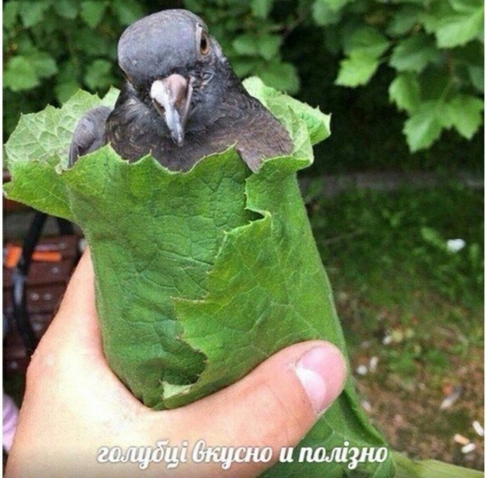Голубь сатанист