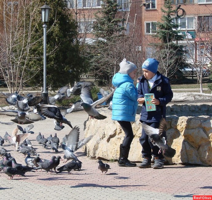 Голубь в руках