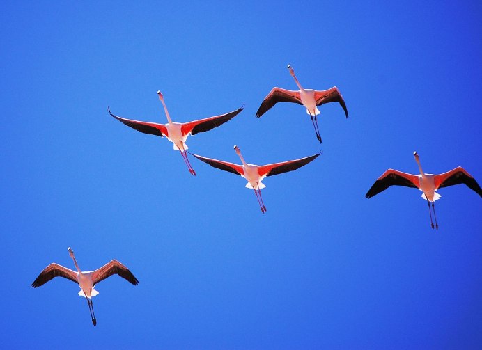 Фламинго в полете